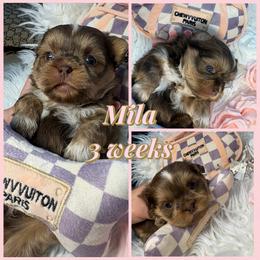 Mila - Liver and white female Shih Tzu puppy in Coolidge, Arizona from Shih Tzu’s  ‘N’ Love