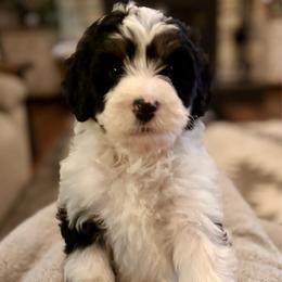 Pink girl - Black and white female Bernedoodle puppy in Lake, Michigan from 3 King Doodles & Poodles