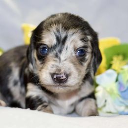 Tonka - Dapple male Dachshund puppy in Bellville, Ohio from JK Mini Doxies