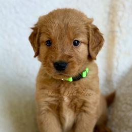 Barqs - Dark golden male Golden Retriever puppy in La Verne, California from 4LoveofGoldens