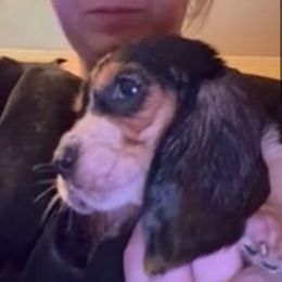 Girl 3 - Black brown and white female Basset Hound puppy in Letcher, Kentucky from Hackers Appalachian Basset Hounds