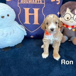 Ron - Red  male Goldendoodle puppy in Conroe, Texas from Tails of Cypress