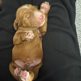 Slider - Red  male Goldendoodle puppy in Twin Falls, Idaho from Magic Valley Family Doodles