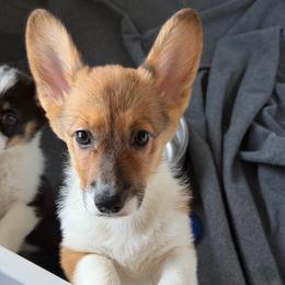 Green Collar - Sable female Pembroke Welsh Corgi puppy in Nevada, Iowa from Rogers AKC Corgis of Iowa.