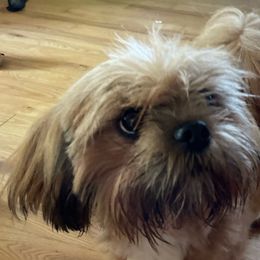 Ruby - Lhasa Apso