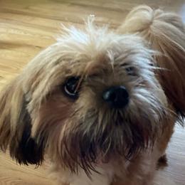 Ruby - Lhasa Apso