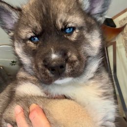 Odin - Agouti and white male Siberian Husky puppy in Walker, Louisiana from TRUHUSKY SIBERIANS