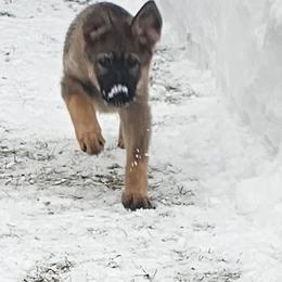 Girl 1 - Sable female German Shepherd puppy in Richland, New York from Hirten Bray Hugel