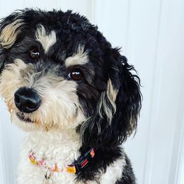 Aussiedoodles, Bernedoodles, and Double Doodles from Whaleydoodles