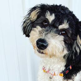 Aussiedoodles, Bernedoodles, and Double Doodles from Whaleydoodles