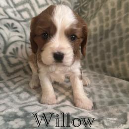 Cavalier King Charles Spaniel Puppies from The Cozy Cavaliers