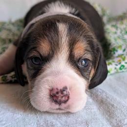 Buttercup - Black tan and white female Beagle puppy in Colville, Washington from Rosehaven Homestead