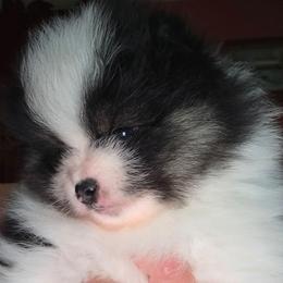AKC Mason Black Tri color Parti - Black and tan parti male Pomeranian puppy in Gloversville, New York from ADKPOM Adirondack Pomeranians