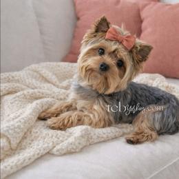 Bria - Yorkshire Terrier