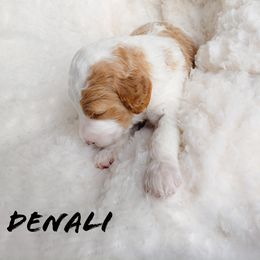 Bernedoodle and Poodle Puppies from Doodles-by-Delilah