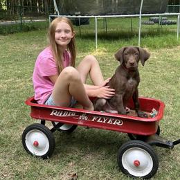 Labrador Retriever Puppies from North Star Retrievers