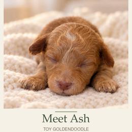 Ash - Cream male Goldendoodle puppy in Millville, California from Hope Lane Kennels