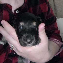 White collar girl - Black tri-color female Australian Shepherd puppy in Flat Rock, Alabama from Fluffy Butt Acres