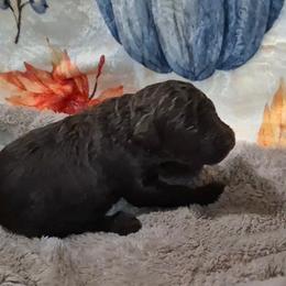 Fudge - Brown and white male Sheepadoodle puppy in Austin, Texas from Darling Doodles