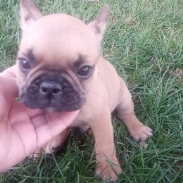 French Bulldogs from Sherry's Frenchies