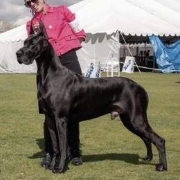 Great Danes from Dragon House Danes
