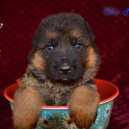 Blue - Black and red male German Shepherd puppy in Orlando, Florida from AceHaven Canines