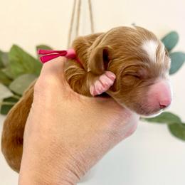 Magnolia 'Nolie' - Apricot female Goldendoodle puppy in S AI Nt John, Indiana from Lulu's Goldendoodles