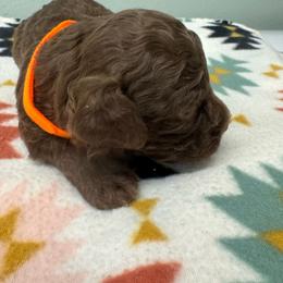 Franco Corelli Della Fino - Brown male Lagotto Romagnolo puppy in Santa Fe, New Mexico from Fino Lagotto
