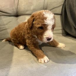 Bernedoodle Puppies from Bernied00dle Love