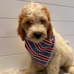 Blue Collar Boy - Parti male Goldendoodle puppy in San Augustine, Texas from Vintage Doodles
