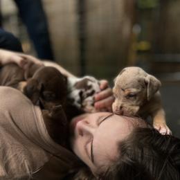 Great Dane Puppies from Allen’s Ridge Ranch