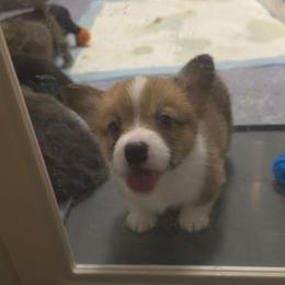 Valentino - Red male Pembroke Welsh Corgi puppy in Decatur, Illinois from Smilin Corgis
