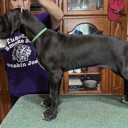 Great Dane Puppies from Hladik Great Danes