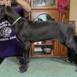 Great Dane Puppies from Hladik Great Danes