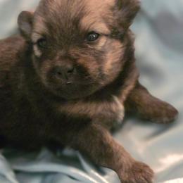 Sienna - Chocolate and tan female Pomeranian puppy in Gun Barrel City, Texas from Petite Poms
