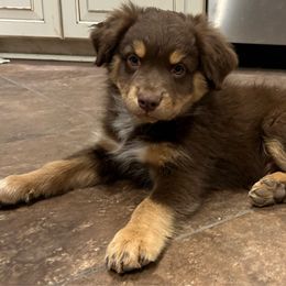 Michael (nee Michel) - Australian Shepherd puppy from Honey and Fig Farm