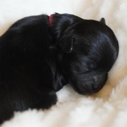 Happy (Pink Collar) - Black female Shihpoo puppy in Las Vegas, Nevada from Plush Toy Poodle Puppies & Pals