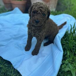 Poodle Puppies from Kathryn Casey
