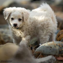 Aussiedoodle, Miniature Australian Shepherd, and Poodle Puppies from Woodwind Miniatures