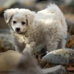 Aussiedoodle, Miniature Australian Shepherd, and Poodle Puppies from Woodwind Miniatures