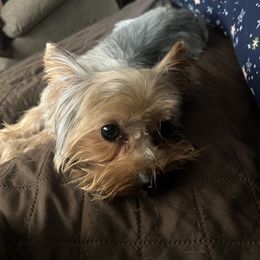 Yoda - Yorkshire Terrier