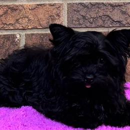 Lilly - Black and tan female Yorkshire Terrier puppy in Georgia from Berggipfel Yorkies