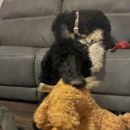 Shadow - Black female Poodle puppy in Jesup, Georgia from Altamaha Mud Poodles LLC.