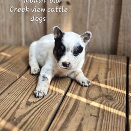 Girl 2 - Blue mottled female Australian Cattle Dog puppy in Monroe, North Carolina from Creek View Cattle Dogs