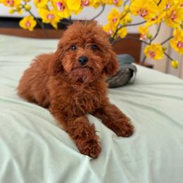 Gauda - Red  female Poodle puppy in Hollywood, Florida from Royal Goldendoodle
