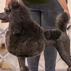 Poodles from Watts Poodles