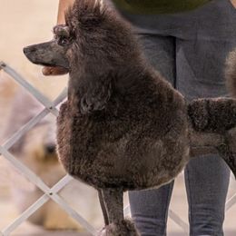 Poodles from Watts Poodles