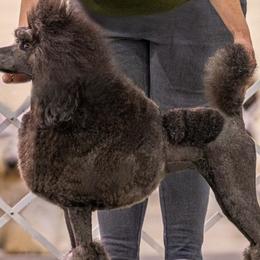 Poodles from Watts Poodles