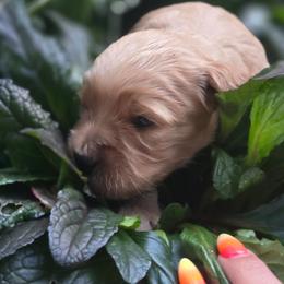 Margot - Cream female Goldendoodle puppy in Arthur, Illinois from Perfect Pugs