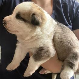 Panda Female 2 - Panda female German Shepherd puppy in Tafton, Pennsylvania from Pocono GSD